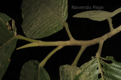 Dipterocarpus bourdillonii